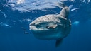 Ocean Sunfish