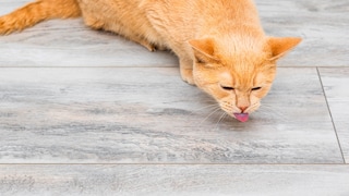 Why is my cat coughing? PETBOOK explains what could be behind it