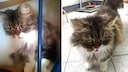 Cat Lilly
