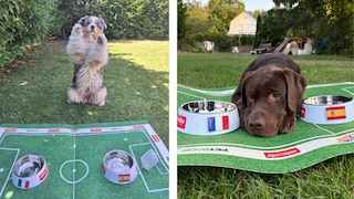Australian Shepherd Elvis and Labrador Hector