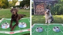Hector and Elvis Predict the Second World Cup Semifinal