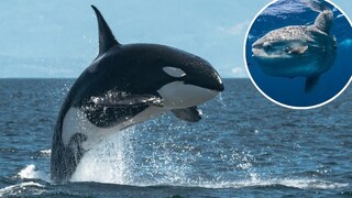 Orca and a Sunfish