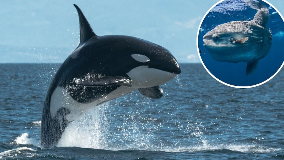 Orca and a Sunfish