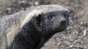 Honey Badger