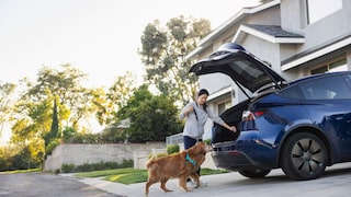 Dog Stands in Front of Open Trunk