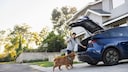 Dog Stands in Front of Open Trunk