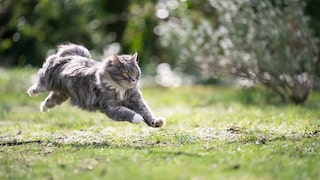 Cat Runs Through the Garden
