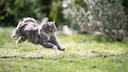 Cat Runs Through the Garden