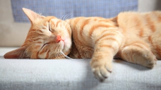Cat Sleeps