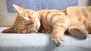 Cat Sleeps