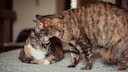A cat is grooming another cat's head.