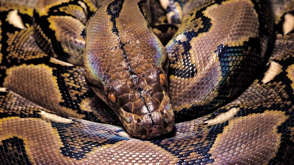 Reticulated Python (Python reticulatus)
