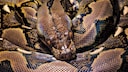 Reticulated Python (Python reticulatus)