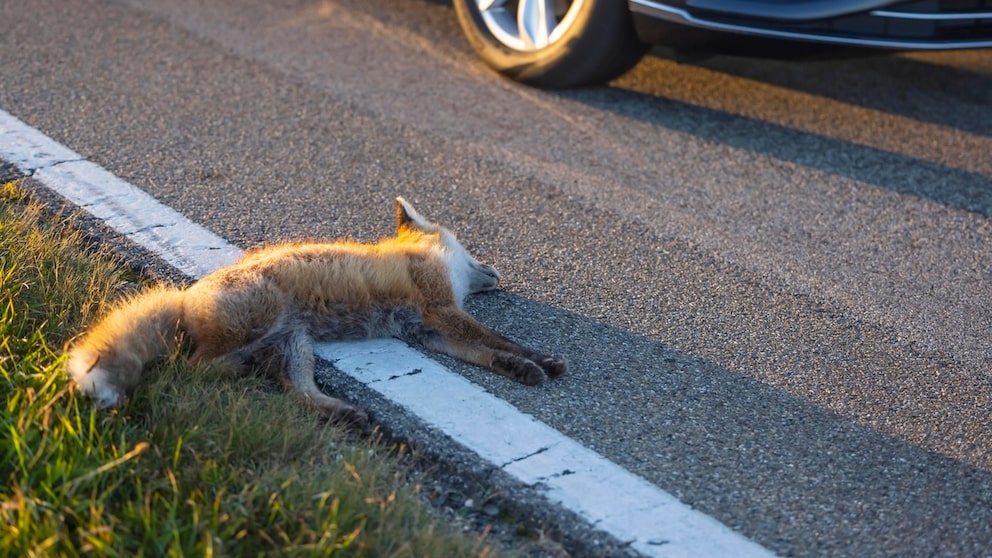 Injured Fox Found by the Roadside