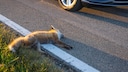 Injured Fox Found by the Roadside