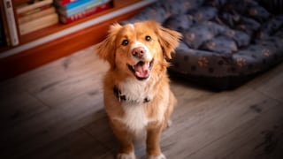 A dog looks into the camera
