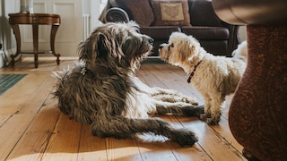 Two Dogs in the Living Room