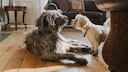 Two Dogs in the Living Room