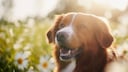 Do you know where the term "dog days" comes from?