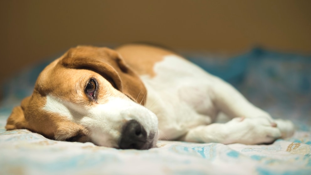 Dog Lies on the Right Side