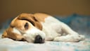 Dog Lies on the Right Side