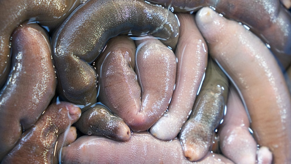 Penis Fish, Also Known as the "Penis Worm"