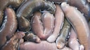 Penis Fish, Also Known as the "Penis Worm"