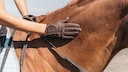 pats horse on the neck