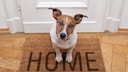 A new home alone doesn't solve every problem. What's crucial is whether the daily routine suits the dog.