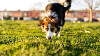 Dog Sniffs in the Grass