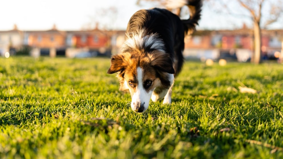 Dog Sniffs in the Grass