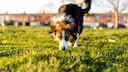 Dog Sniffs in the Grass