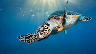 Turtle in the Sea