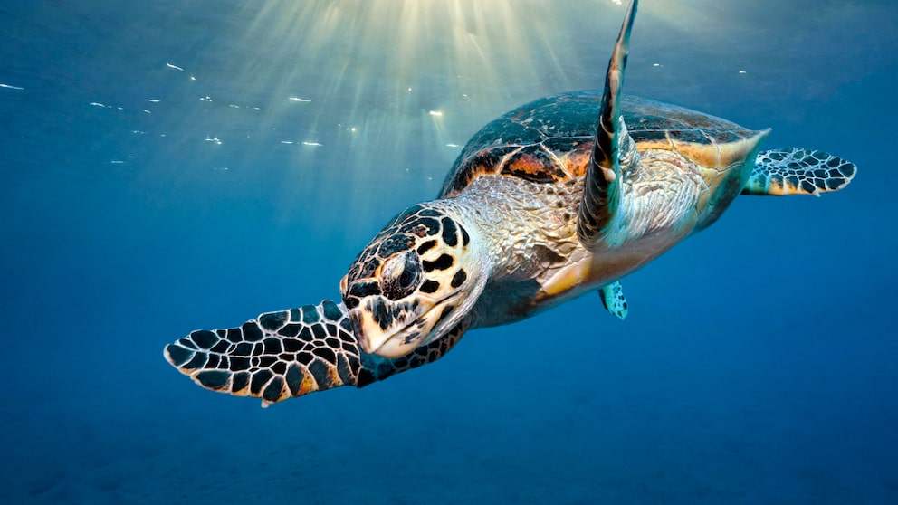 Turtle in the Sea