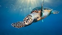 Turtle in the Sea