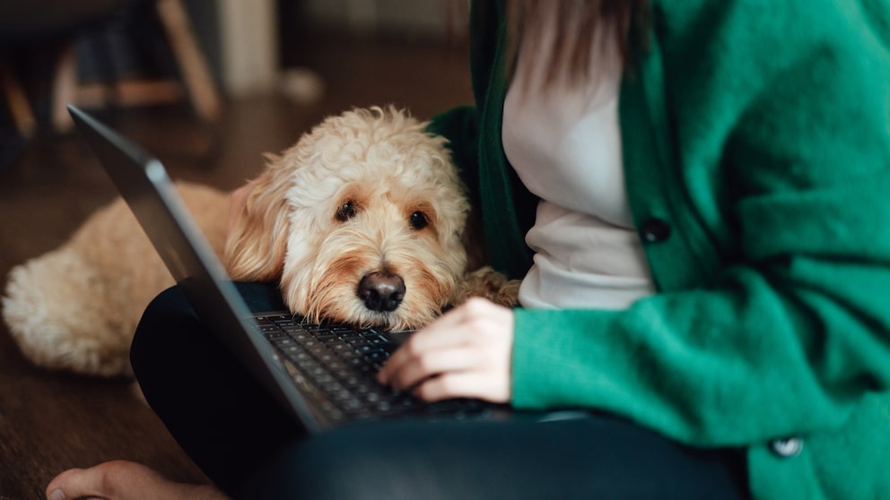 Dog looks at its owner’s laptop