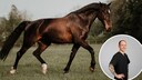 Many horse owners are familiar with the rhythmic snorting sound their horse makes. PETBOOK consulted Dr. Olivier Brandenberger, a specialist in equine surgery and chief physician at the Hanseklinik for Horses, to find out what's behind it.