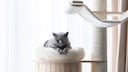 Cat Sleeps on Scratching Post