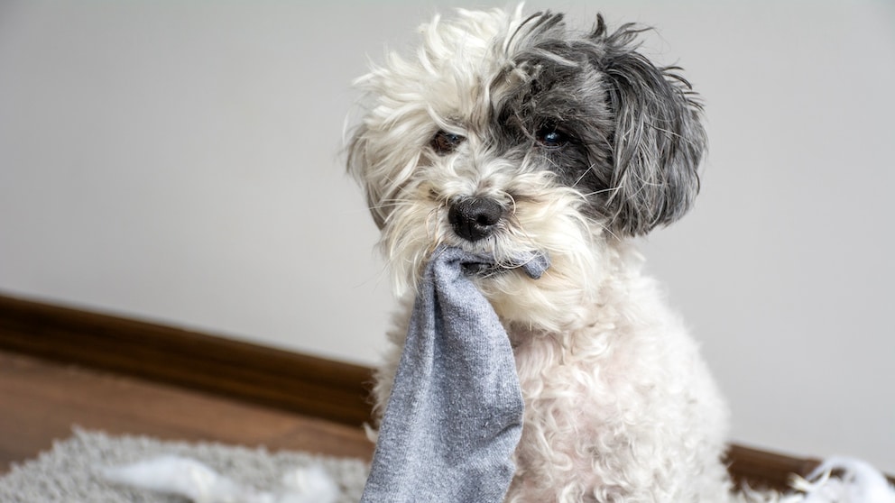 Dog Steals Socks