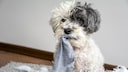 Dog Steals Socks