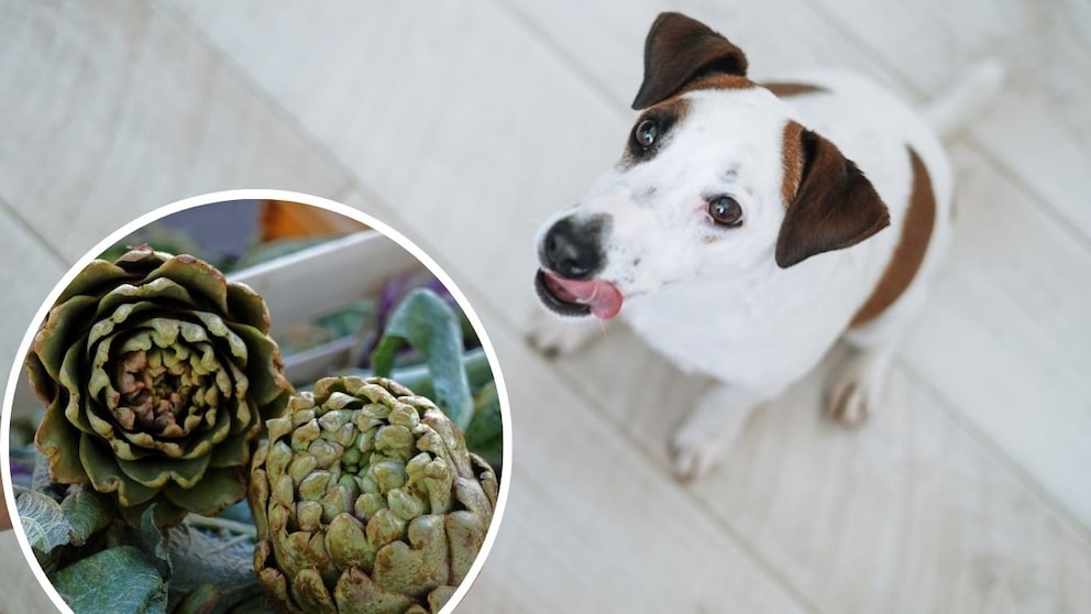 Dog Artichoke