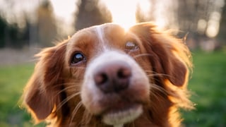 Dog Looks Into the Camera