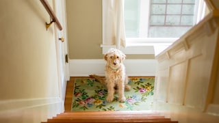Dog Sits in Front of a Staircase