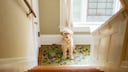Dog Sits in Front of a Staircase