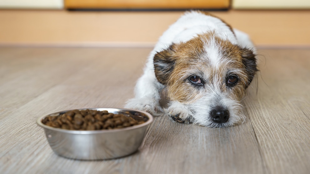 A dog refuses to eat