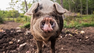 A pig looks into the camera