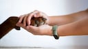 Person Holds Dog's Paw