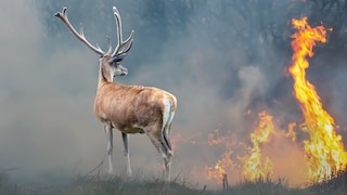 A deer in front of a burning backdrop