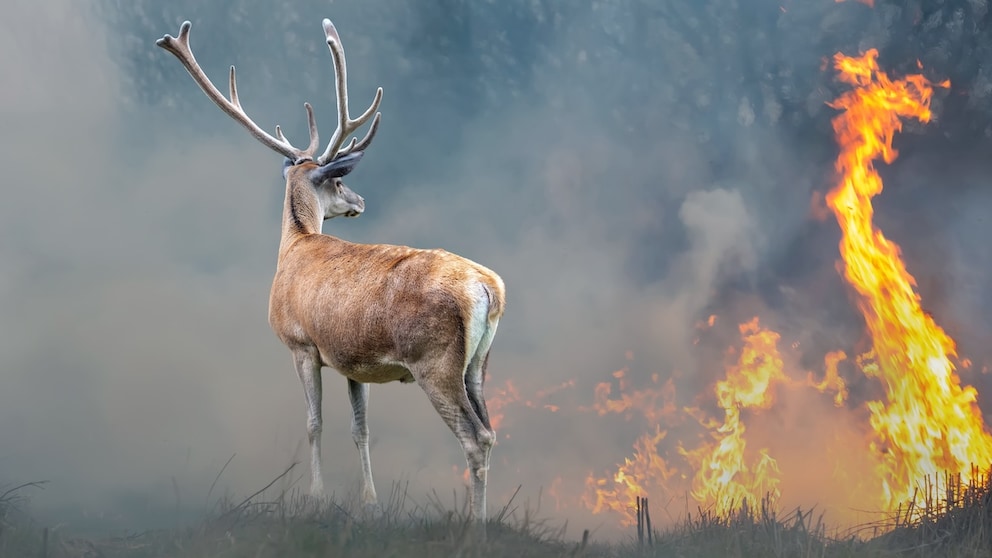 A deer in front of a burning backdrop