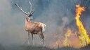 A deer in front of a burning backdrop